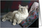 Lily on Pillows card