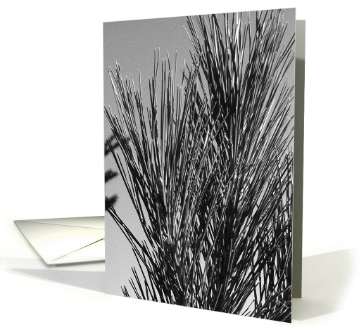 Pine Bough card (119341)