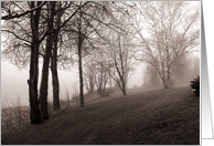 Trees in Fog card