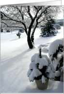 Snow Covered Trees card