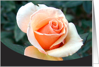 Peach Rose card