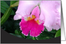 Pink Orchid card