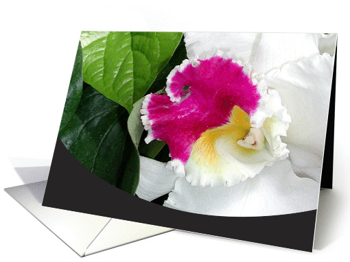 White and Pink Orchid card (120116)