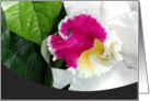 White and Pink Orchid card