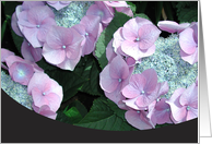 Blue Hydrangea card