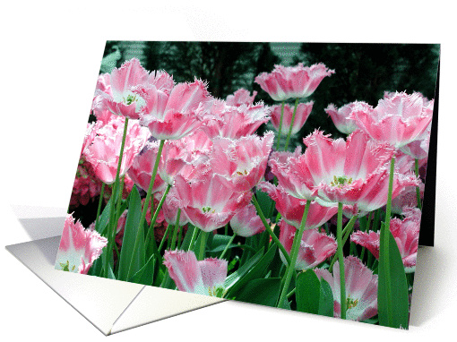 Pink Parrot Tulips by Pond card (120132)