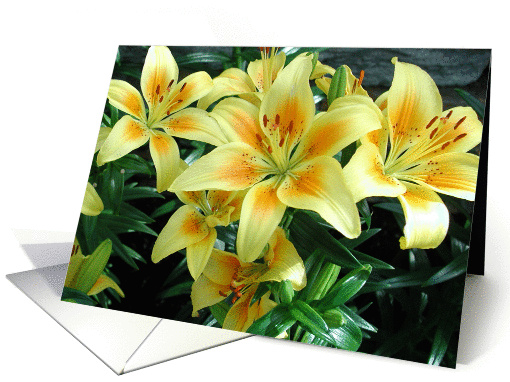 Yellow Lilies card (120136)