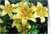 Yellow Lilies card