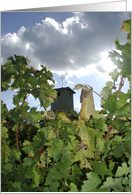 Winery III card