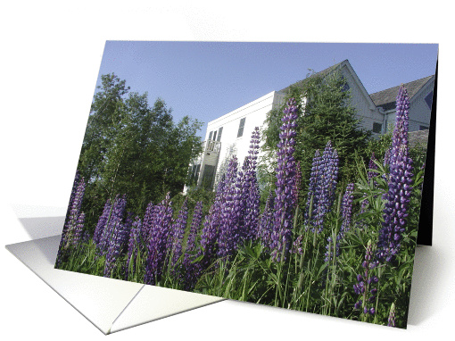Lupines card (120312)