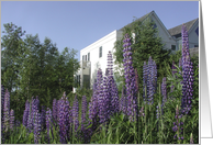 Lupines card