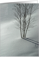 Birch in Snow card
