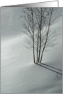 Birch in Snow card
