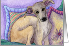 Greyhound whippet dog sitting in cushions Card