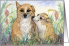 Welsh Corgi dogs teasing - give us a kiss luv! Card