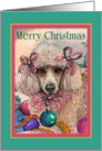 Merry Christmas. Christmas poodle. card