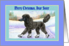 Merry Christmas Sister, black Poodle on ice skates card