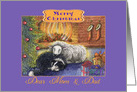 Merry Christmas Mom & Dad, border collie dog and sheep Christmas card