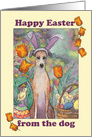 Happy Easter, from the dog. Whippet dog in bunny ears card