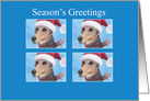 Season’s Greetings, greyhound dog in a Santa hat card