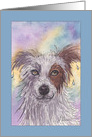 Dripping Wet, Red & White Border Collie, Blank card