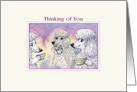 Thinking of You, Three Poodle Dogs Drinking Tea and Catching Up card