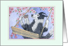 Border Collie Dog Swinging in the Blossom, Blank card