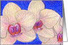 orchid, flower, card