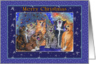 A Choir of Cats sing Merry Christmas card