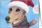 greyhound, blank card, christmas, hat and scarf, card