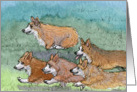 The Corgi Games, marathon, corgi, dog, card