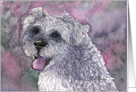 Schnauzer dog in the garden card