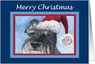 Merry Christmas, schnauzer in santa hat card