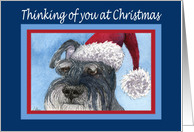 Thinking of you at Christmas, Schnauzer in Santa hat card