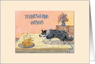 Thanksgiving Wishes, border collie dog stalking the turkey card