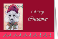 Merry Christmas, white poodle dog in a Santa hat card
