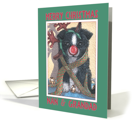 Merry Christmas Nan & Grandad, border collie puppy in... (1482944)