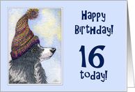Happy Birthday, 16 today, border collie dog in bobble hat card