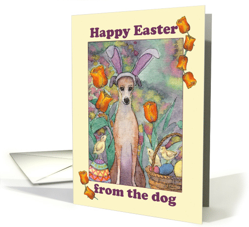Happy Easter, from the dog. Whippet dog in bunny ears card (1516506)