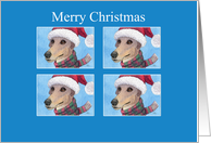 Merry Christmas, greyhound dog festive card