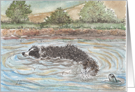 Crococollie, Border Collie Dog in a Lake, Blank card
