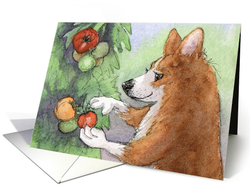 Corgi Dog Picking Fruit, Blank card (1556130)