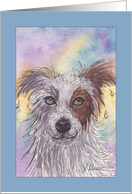 Dripping Wet, Red & White Border Collie, Blank card