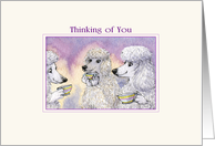 Thinking of You, Three Poodle Dogs Drinking Tea and Catching Up card