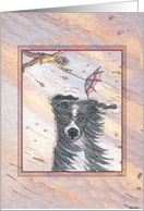 Border Collie Dog Sitting Firm in a Storm, Blank card