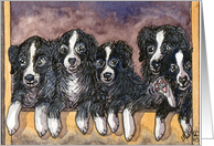 Hiya! Border Collie puppies card