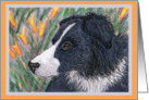 Blank paper greeting card notecard dog border collie flower card