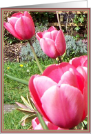 blank greeting note card tulips card