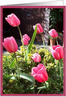 blank greeting note card tulips card