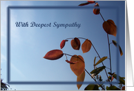 deepest sympathy, sympathy, condolence card, card